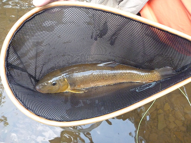 Dave's trout imposter.JPG